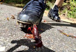 めいちゃんのコスプレ、スパイクでザリガニCRUSH 最終章